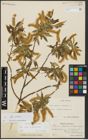 Foto von Salix alba L. x Salix pentandra L.